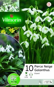 Perce Neige Elwesii (x10)